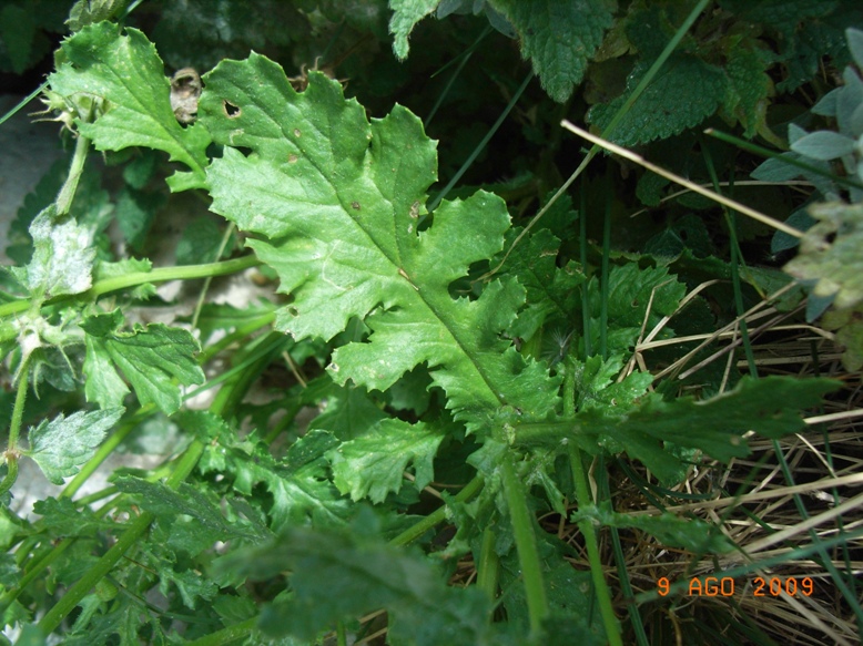 Senecio squalidus subsp. rupestris/ Senecione delle rupi